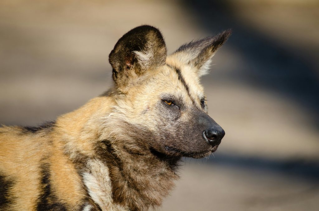 African wild dog (Lycaon pictus). Picture: Supplied
