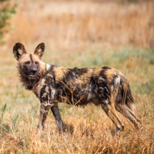 10 wild facts you didn’t know about African wild dogs on this World Wild Dog Day