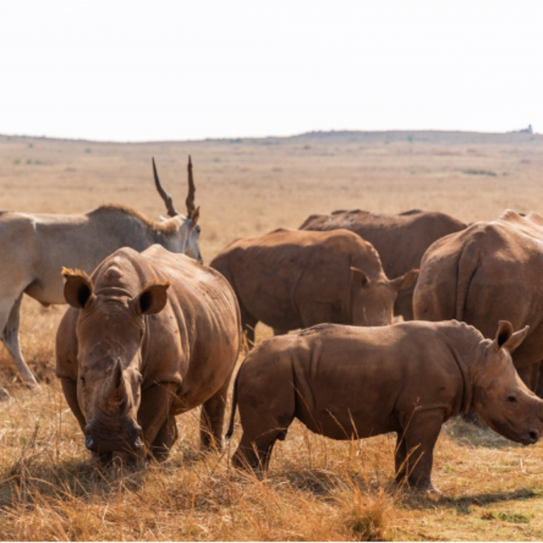 Horn Tales: The untold story of Rhino horns this World Rhino Day