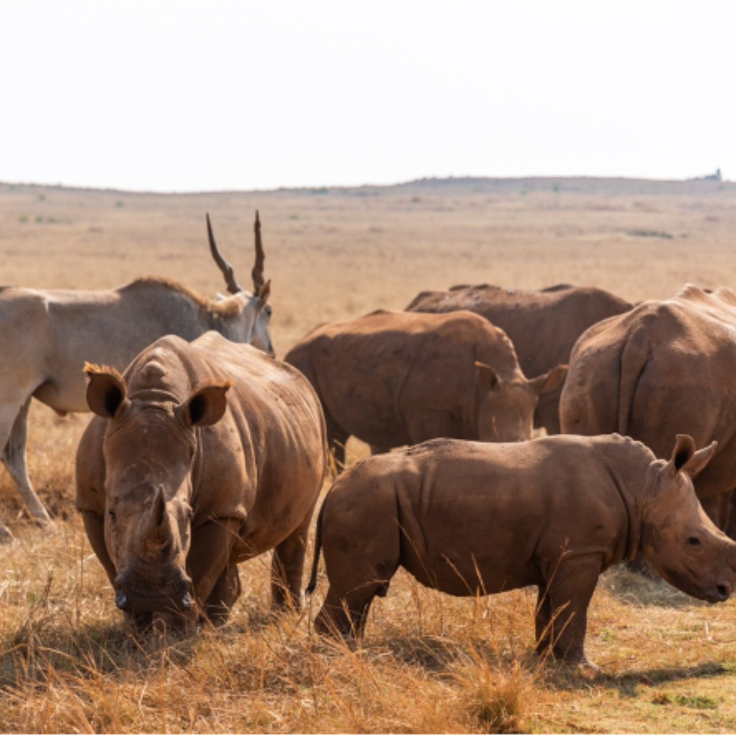 A crash of rhinos