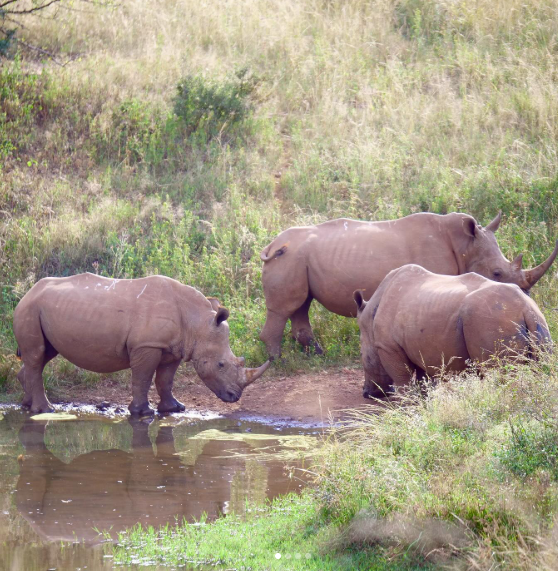 A crash of rhinos drinking water in their natural habitat. Picture: Instagram@BothongoRhino&LionNatureReserve