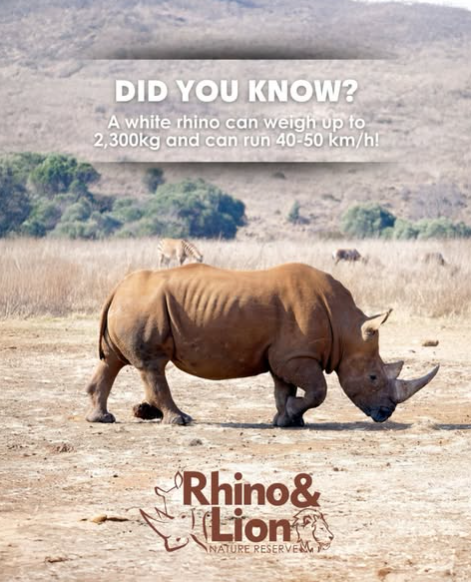 A fascinating rhino fact from Bothongo Rhino & Lion Nature Reserve in celebration of World Rhino Day. Picture: Instagram@BothongoRhino&LionNatureReserve