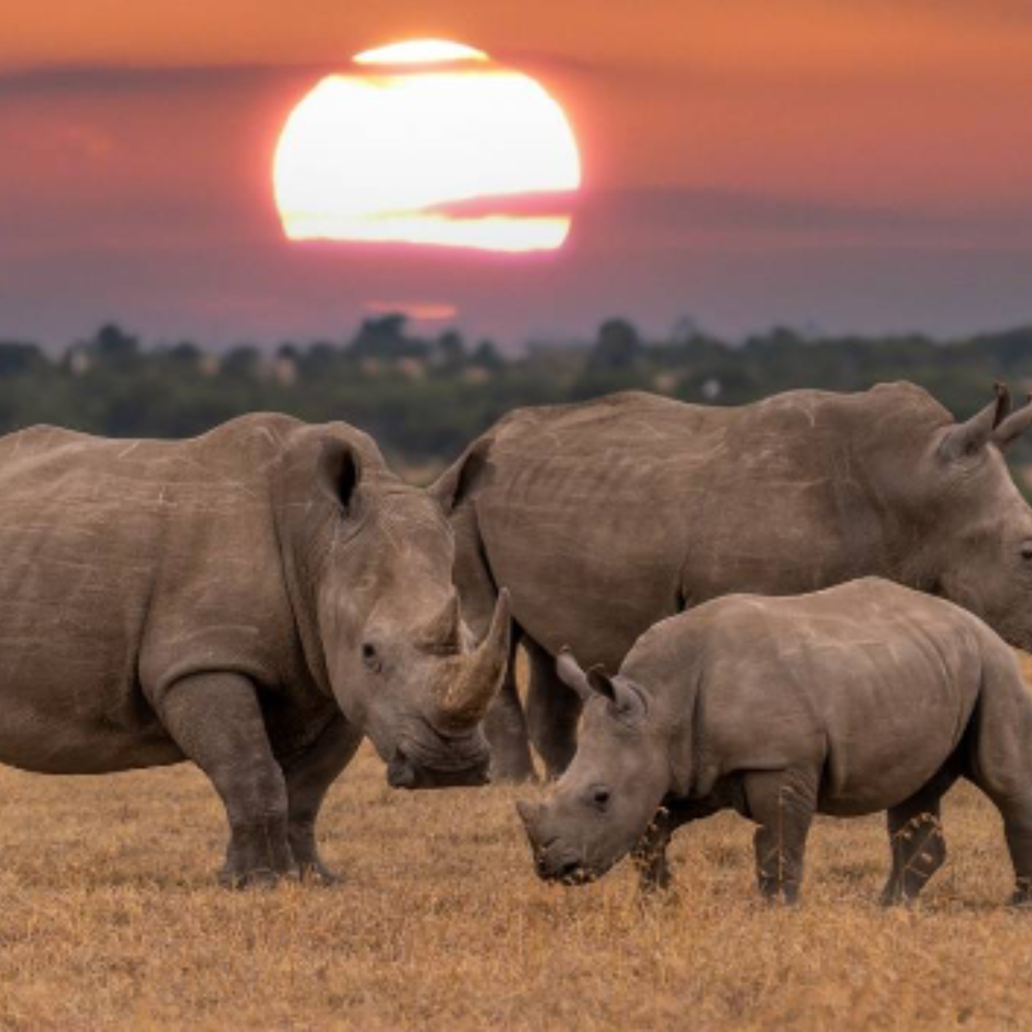 A crash of Rhinos