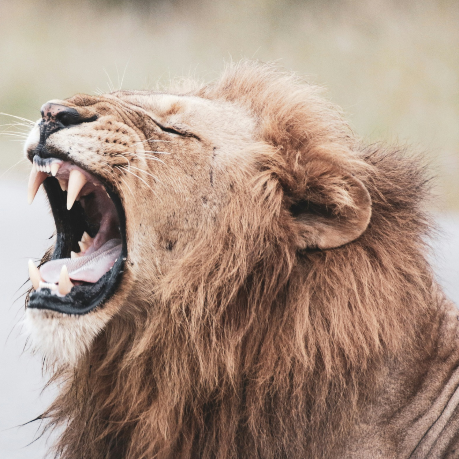 A lion roaring in the heart of the wild