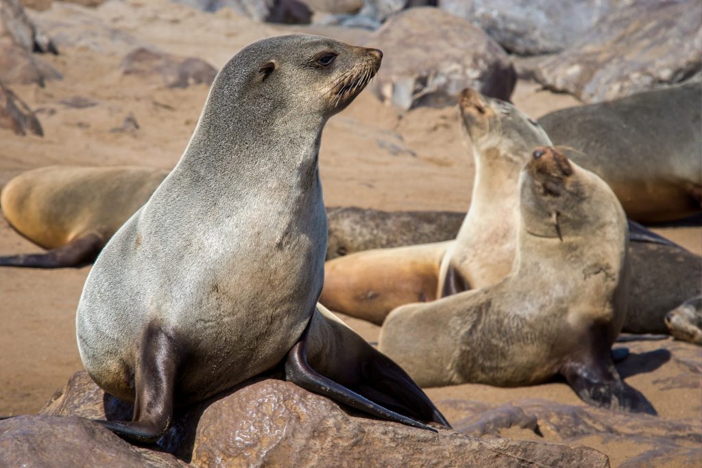 A closeup shot of sea lions group laying on the rocks. Picture: Supplied