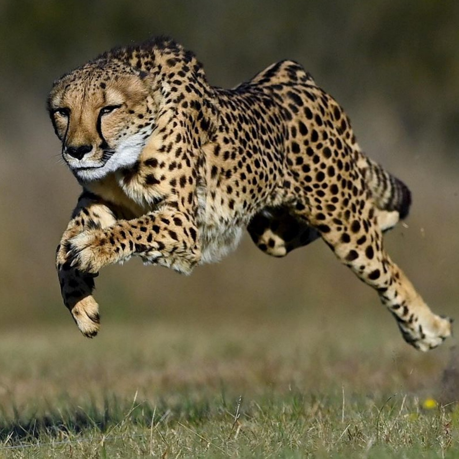 A cheetah in full flight.