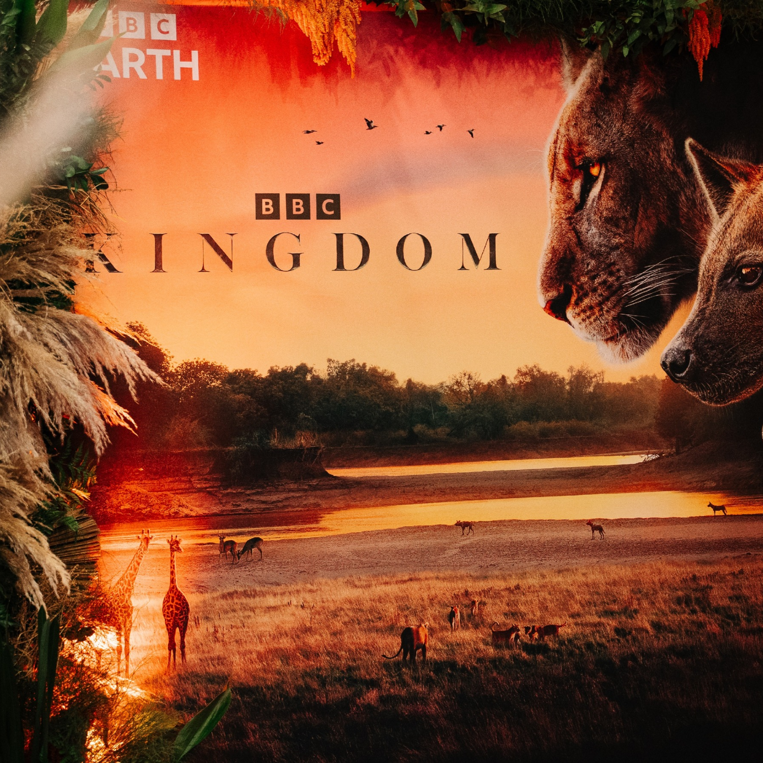 The new BBC wildlife documentary series, Kingdom.