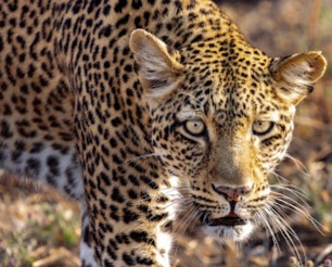This is Olimba - a solitary leopard mother, raising her cubs in hostile territory. Picture: Supplied