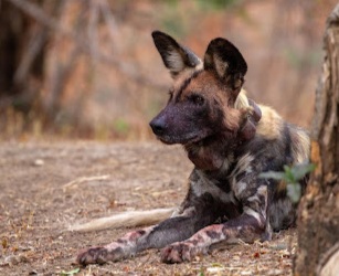This is Storm - a determined wild dog queen whose arrival destabilises the existing order. Picture: Supplied 