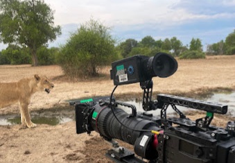 Behind the Scenes: A resident lioness (Panthera leo), filmed from a specially adapted vehicle. Picture: Supplied