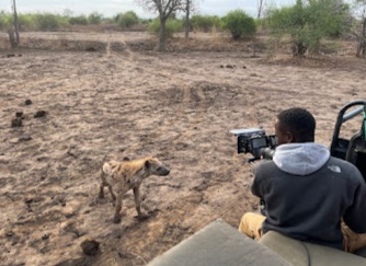 Cinematographer Samson Moyo films a curious hyena cub (Crocuta crocuta) from the side of a specially adapted vehicle. Picture: Supplied