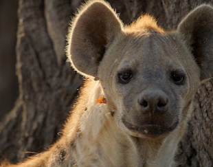 This is Tenta - a formidable hyena matriarch defending her clan’s position in the hierarchy. Picture: Supplied