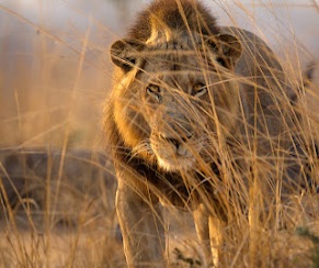 This is Rita - a lioness rebuilding her pride after devastating losses. Picture: Supplied