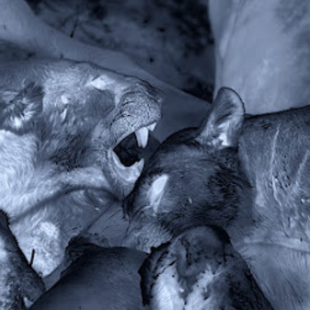 A Nighttime scene that shows the wild’s battles go on endlessly. Picture: Supplied