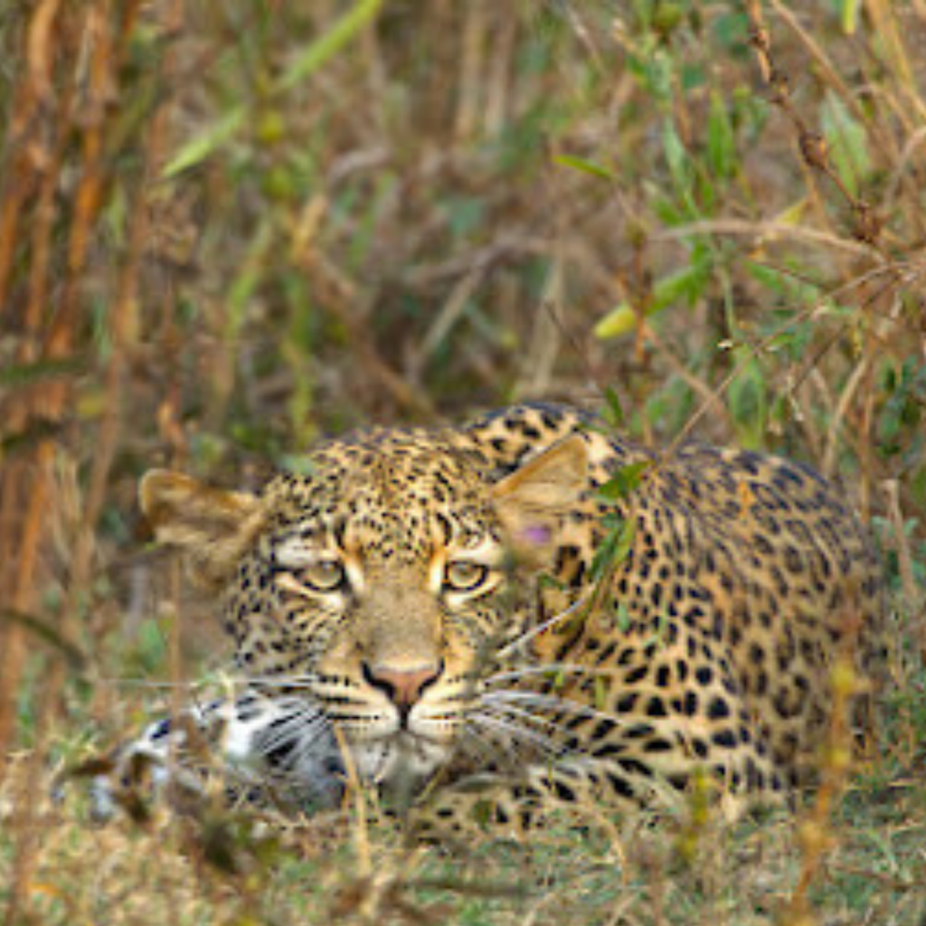 Meet Olimba, a determined leopard mother protecting and nurturing her cubs in unforgiving land. Picture: Supplied