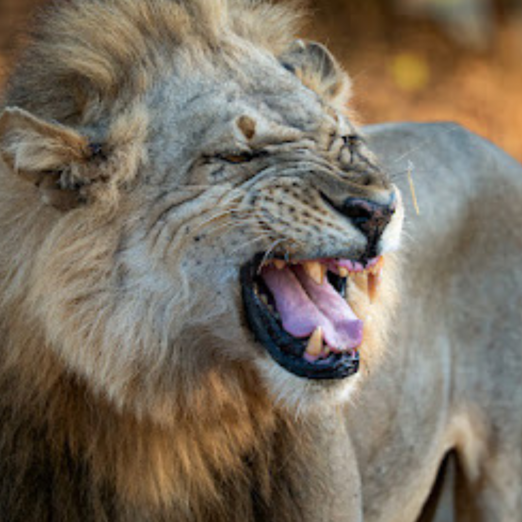 Meet Rita, the lioness fighting to bring her pride back to strength after tragedy. Picture: Supplied