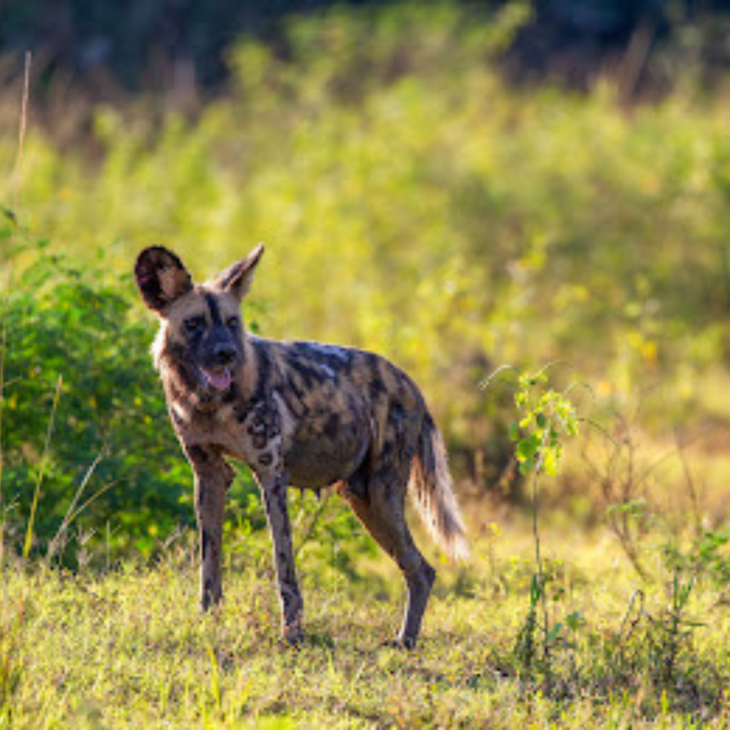 Meet Storm, a fearless wild dog queen who shakes up the established hierarchy. Picture: Supplied