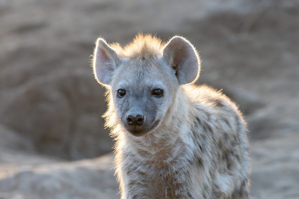 Fun fact: Hyenas don’t just eat bones—they digest them almost completely. Their stomach acid is so powerful that even hooves and teeth can be broken down. Picture: Supplied