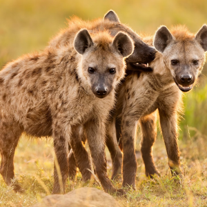 The Truth About Hyenas: Shandor Larenty Clears the Air