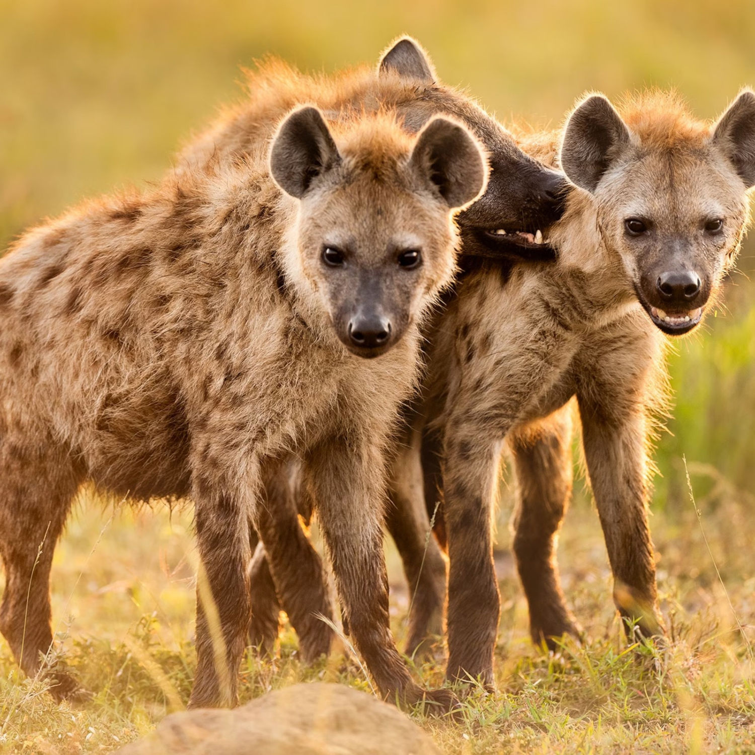The Truth About Hyenas: Shandor Larenty Clears the Air