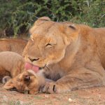 A lioness sharing a tender moment with her cub