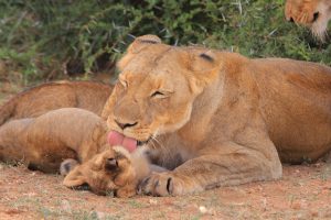 Mother’s Day Lessons From the Animal Kingdom