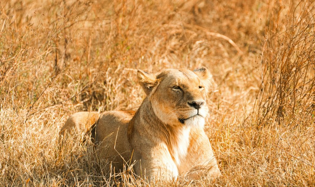 Lion alert in the wild at the Bothongo Rhino & Lion Nature Reserve. Picture: Supplied