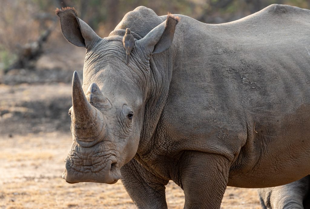 Rhino standing in the wild at the Bothongo Rhino & Lion Nature Reserve. Picture: Supplied