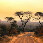 Winter Safari at the Bothongo Rhino & Lion Nature Reserve