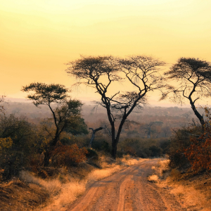 Forget Summer: Winter Is Prime Time for Safari!