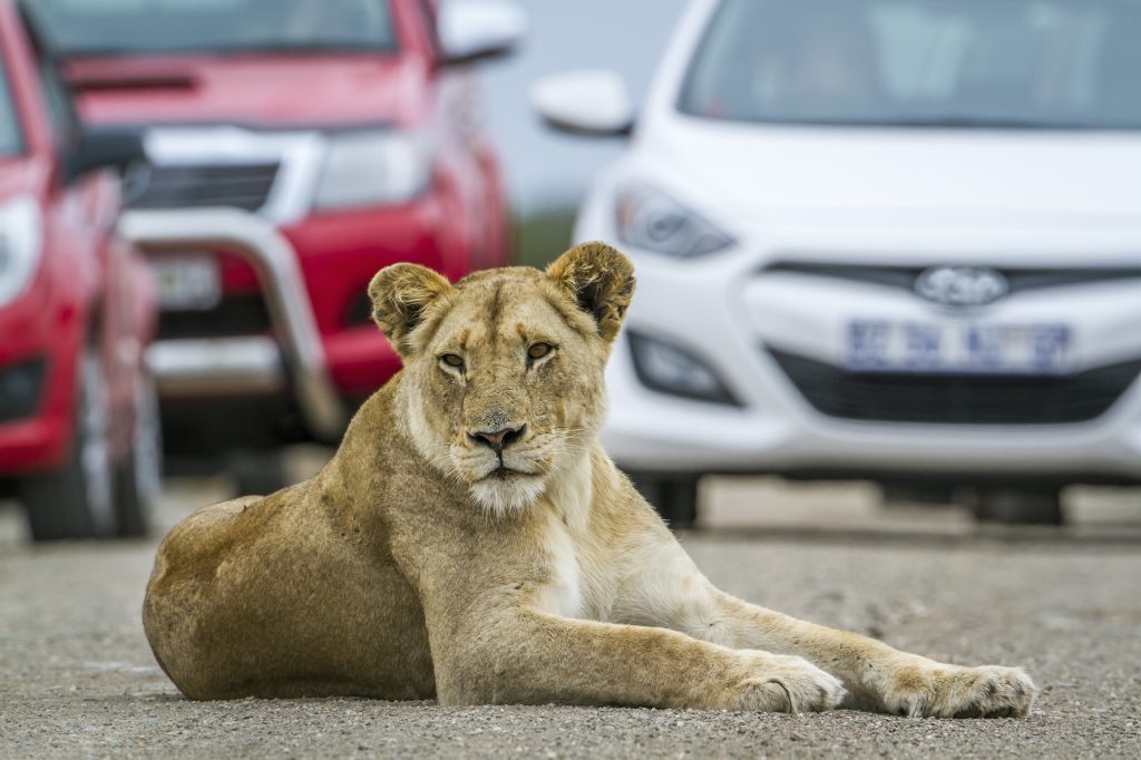 Self drive at the Bothongo Rhino & Lion Nature Reserve. Picture: Supplied