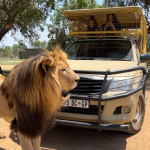 Lion & Safari Park Guided Tour