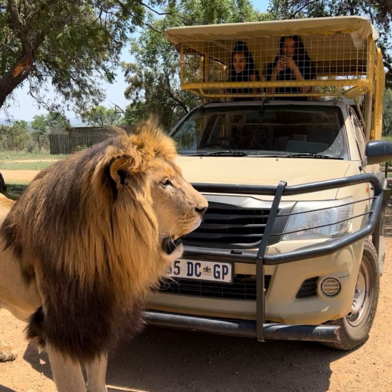 Lion & Safari Park Guided Tour