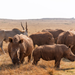 A crash of Rhinos in the wild
